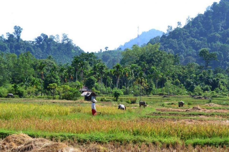 rizieres sumatra