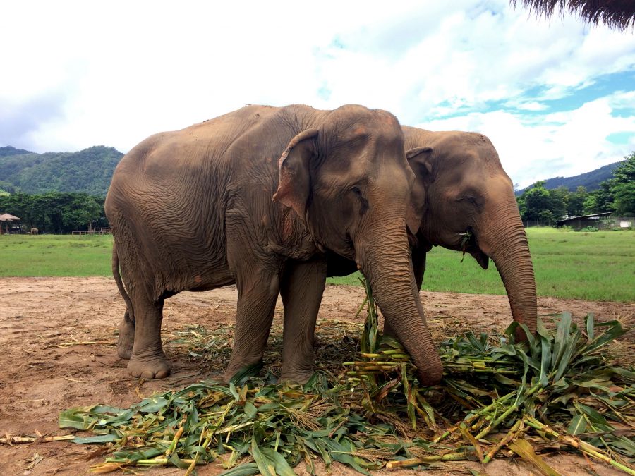 conservation elephants