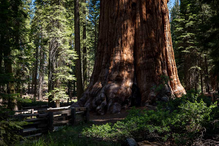 parc national sequoia