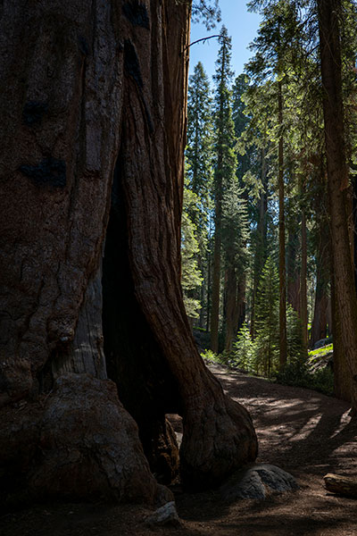 sequoia parc national
