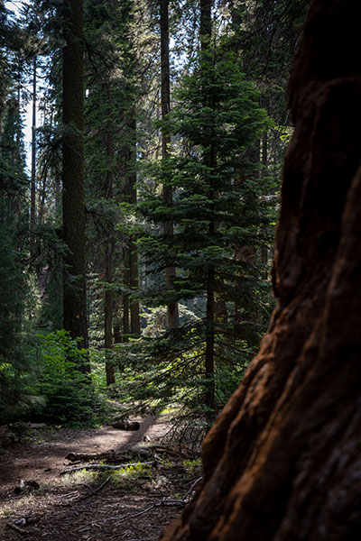 sequoia kings canyon