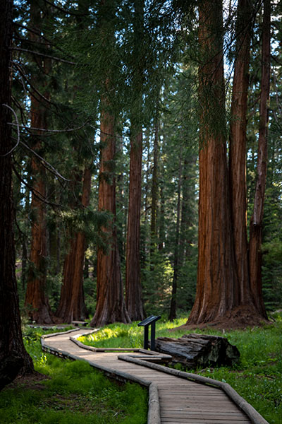 Circuit en bois - Sequoia