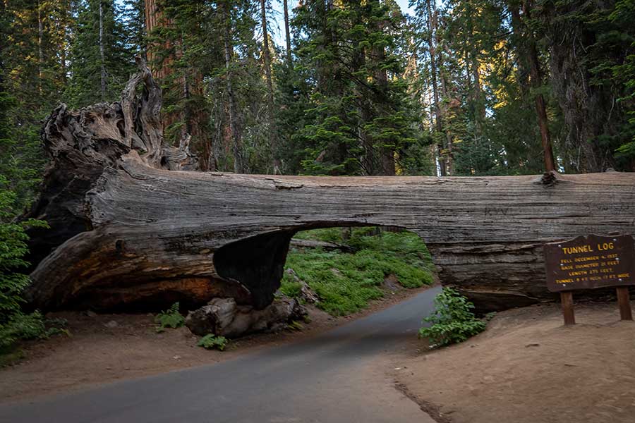 parc national sequoia