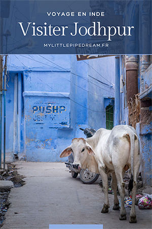 vache dans la ville bleue de jodhpur