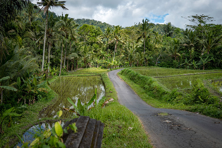 rizières bali