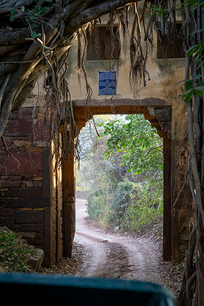 ranthambore safari