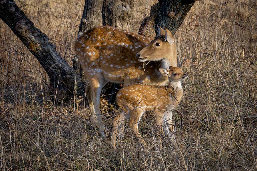 safari ranthambore