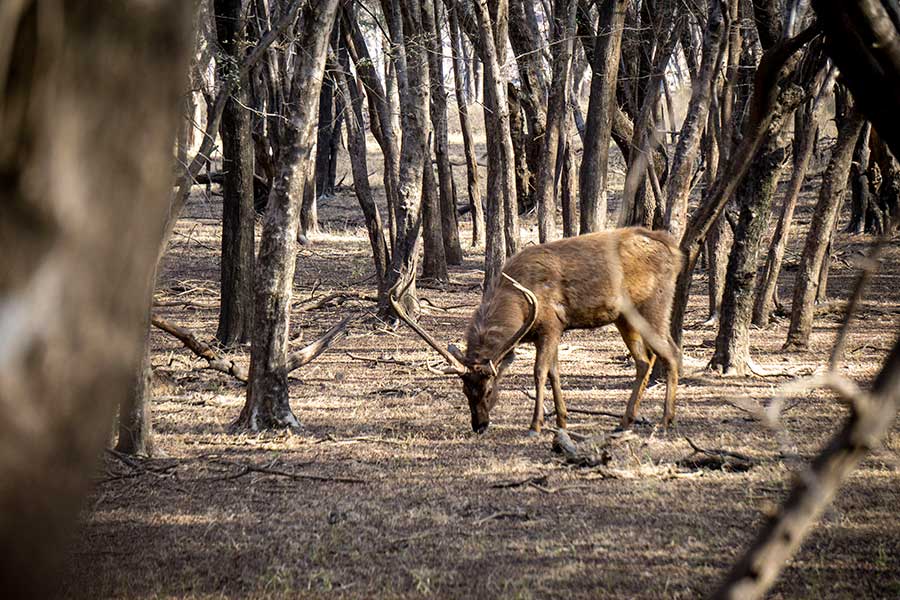 ranthambore safari tigres