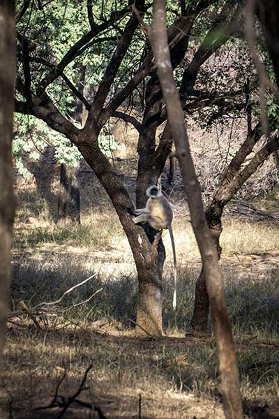 langur