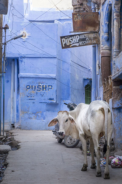 meilleure saison rajasthan