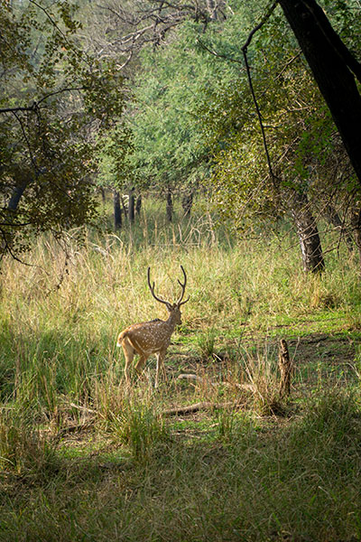 animaux safari inde